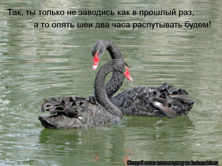 Так, ты только не заводись как в прошлый раз, а то опять шеи два часа распутывать будем!... Котоматрица: Так, ты только не заводись как в прошлый раз, а то опять шеи два часа распутывать будем!