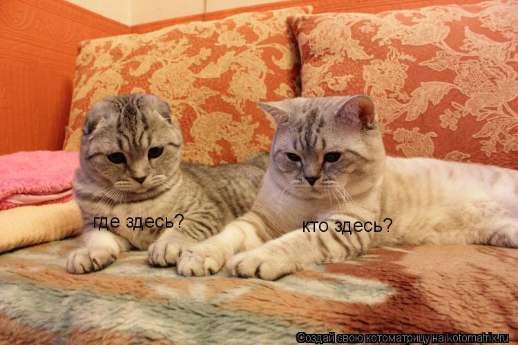 кто здесь? где здесь?... Котоматрица: кто здесь? где здесь?