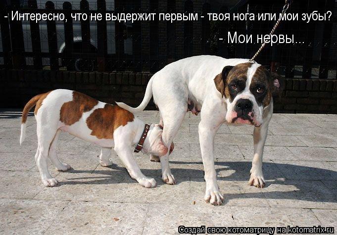 - Интересно, что не выдержит первым - твоя нога или мои зубы? - Мои нервы...... Котоматрица: - Интересно, что не выдержит первым - твоя нога или мои зубы? - Мои нервы...