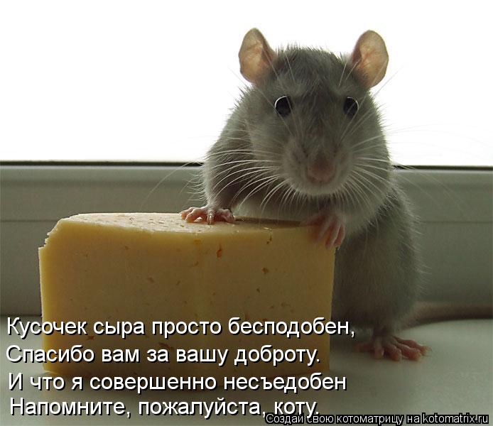Кусочек сыра просто бесподобен, Спасибо вам за вашу доброту. И что я совершенно несъедобен Напомните,... Котоматрица: Кусочек сыра просто бесподобен, Спасибо вам за вашу доброту. И что я совершенно несъедобен Напомните, пожалуйста, коту.