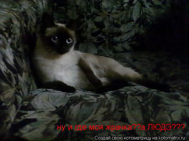 Котоматрица: ну и где моя жрачка??а,ЛЮДЭ???