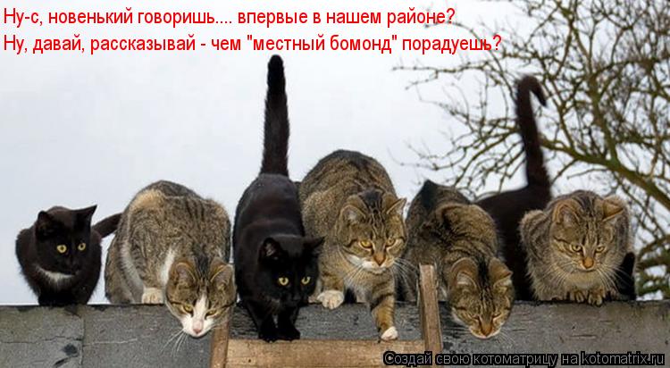 Котоматрица: Ну-с, новенький говоришь.... впервые в нашем районе? Ну, давай, рассказывай - чем "местный бомонд" порадуешь?