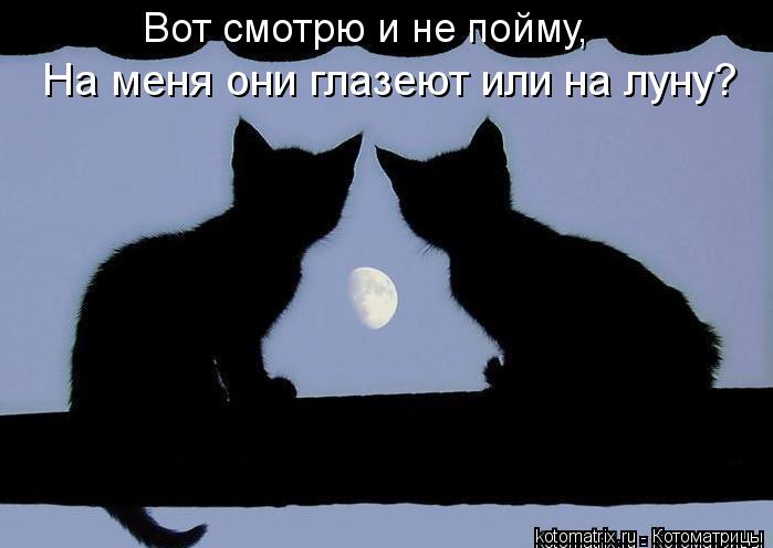 Котоматрица: Вот смотрю и не пойму, На меня они глазеют или на луну?