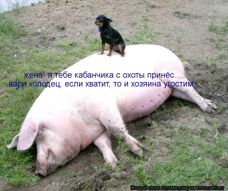 Котоматрица: жена! я тебе кабанчика с охоты принёс... вари холодец, если хватит, то и хозяина угостим...