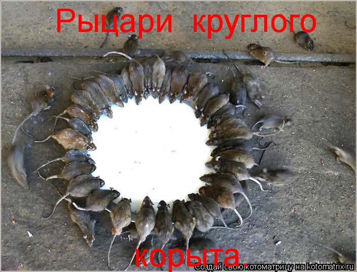 Котоматрица: Рыцари  круглого корыта.