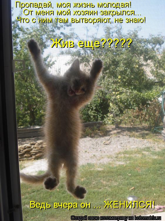Пропадай, моя жизнь молодая! От меня мой хозяин закрылся... Что с ним там вытворяют, не знаю! Жив еще... Котоматрица: Пропадай, моя жизнь молодая! От меня мой хозяин закрылся... Что с ним там вытворяют, не знаю! Жив еще????? Ведь вчера он ... ЖЕНИЛСЯ!