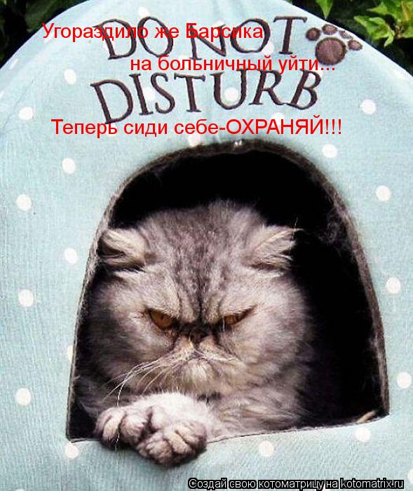 Котоматрица: Угораздило же Барсика на больничный уйти... Теперь сиди себе-ОХРАНЯЙ!!!