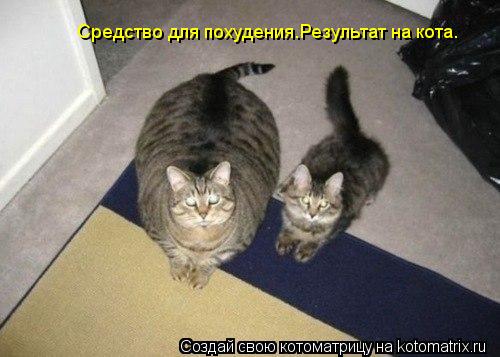 Котоматрица: Средство для похудения.Результат на кота. В первый день использования. Спустя неделю.