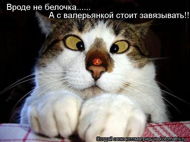 Котоматрица: Вроде не белочка...... А с валерьянкой стоит завязывать!!!