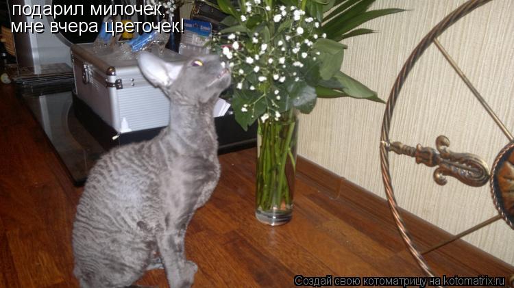 Котоматрица: подарил милочек, мне вчера цветочек!