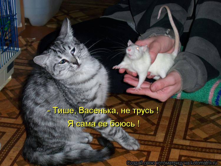 Котоматрица: - Тише, Васенька, не трусь ! Я сама ее боюсь !