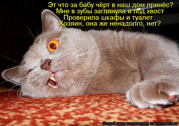 Котоматрица: Эт что за бабу чёрт в наш дом принёс? Мне в зубы заглянула и под хвост Проверила шкафы и туалет Хозяин, она же ненадолго, нет?