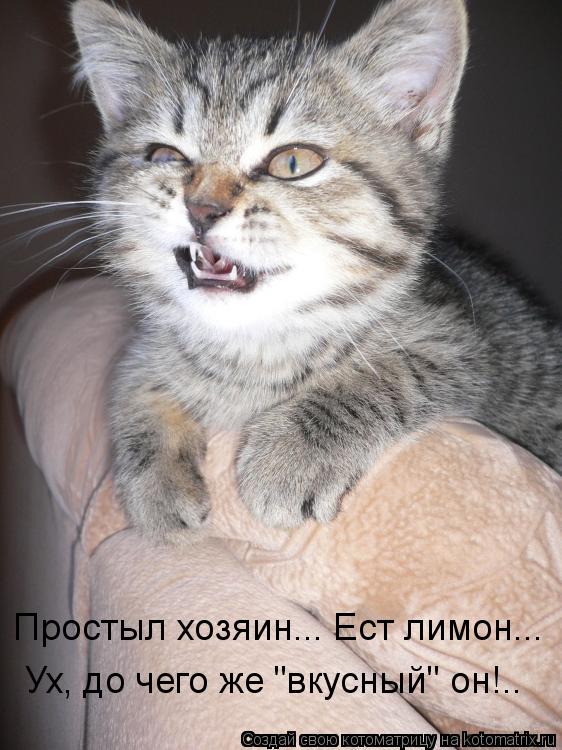 Котоматрица: Простыл хозяин... Ест лимон... Ух, до чего же "вкусный" он!..