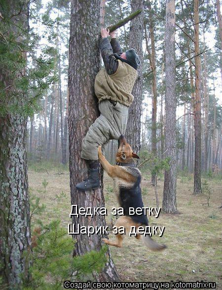 Котоматрица: Дедка за ветку Шарик за дедку