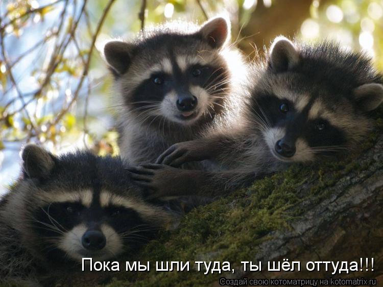 Котоматрица: Пока мы шли туда, ты шёл оттуда!!!