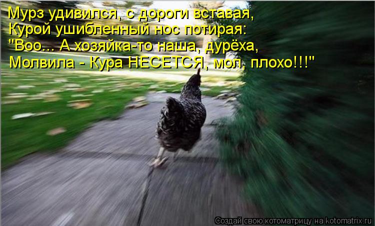 Мурз удивился, с дороги вставая, Курой ушибленный нос потирая: "Воо... А хозяйка-то наша, дурёха, Мол... Котоматрица: Мурз удивился, с дороги вставая, Курой ушибленный нос потирая: "Воо... А хозяйка-то наша, дурёха, Молвила - Кура НЕСЕТСЯ, мол, плохо!!!"
