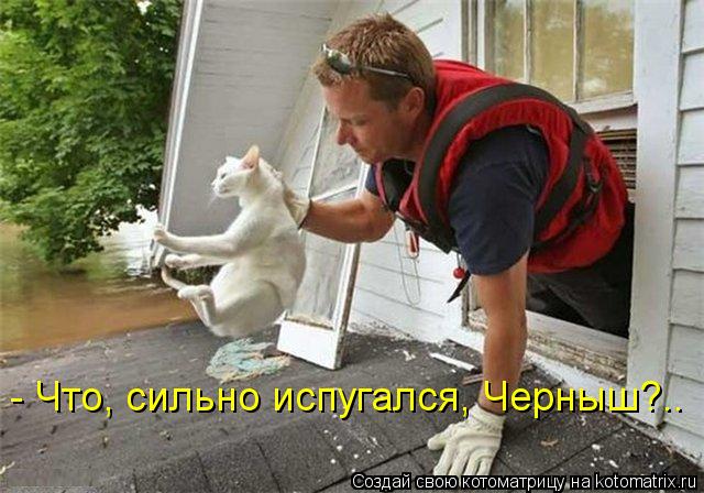 - Что, сильно испугался, Черныш?..... Котоматрица: - Что, сильно испугался, Черныш?..