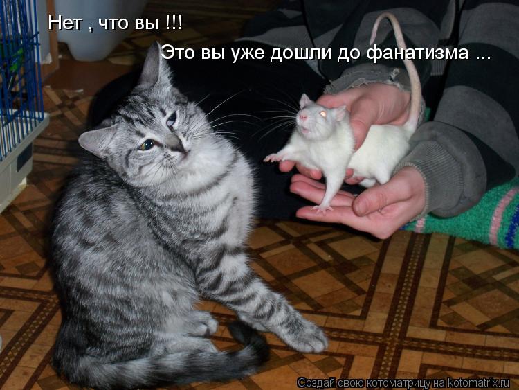 Котоматрица: Нет , что вы !!! Это вы уже дошли до фанатизма ...