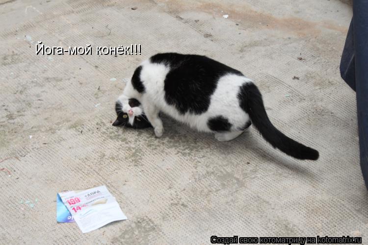 Котоматрица: Йога-мой конёк!!!