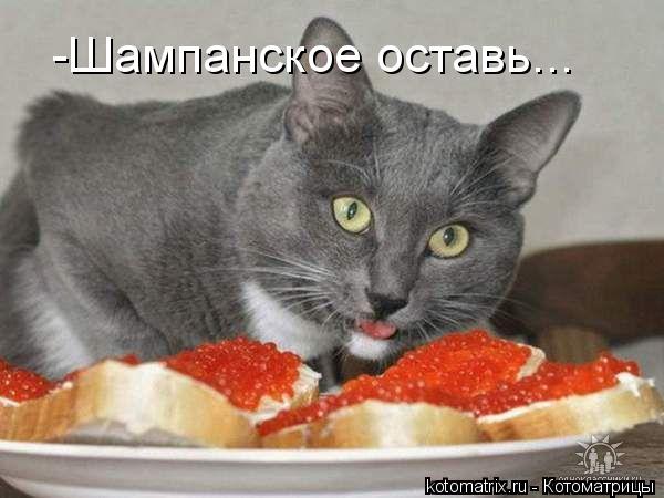 Котоматрица: -Шампанское оставь...