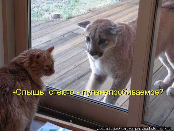 Котоматрица: -Слышь, стекло - пуленепробиваемое? ..