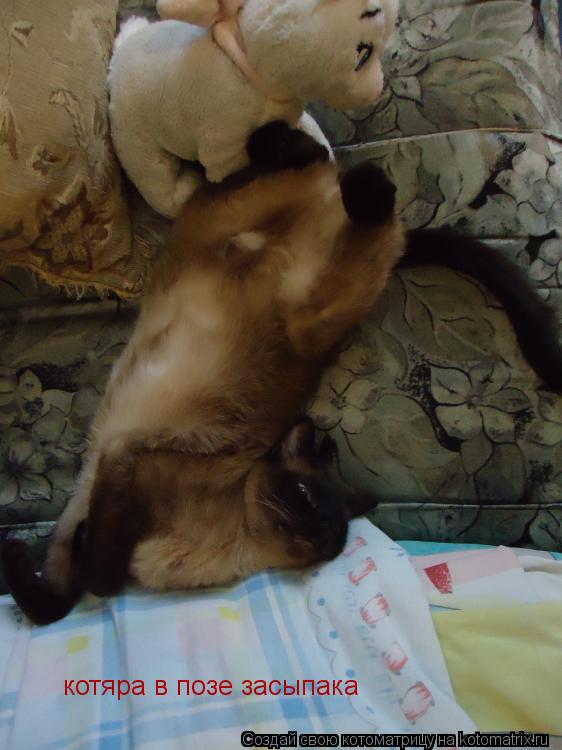 Котоматрица: котяра в позе засыпака