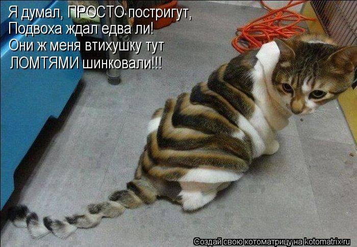 Я думал, ПРОСТО постригут, Подвоха ждал едва ли! Они ж меня втихушку тут ЛОМТЯМИ шинковали!!!... Котоматрица: Я думал, ПРОСТО постригут, Подвоха ждал едва ли! Они ж меня втихушку тут ЛОМТЯМИ шинковали!!!