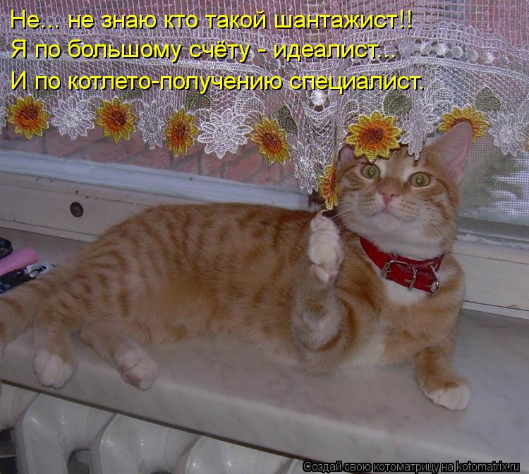 Котоматрица: Не... не знаю кто такой шантажист!! Я по большому счёту - идеалист... И по котлето-получению специалист.