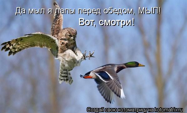 Котоматрица: Да мыл я лапы перед обедом, МЫЛ! Вот, смотри!