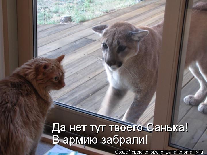Котоматрица: Да нет тут твоего Санька! В армию забрали!