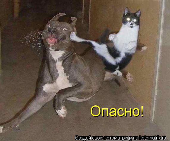 Котоматрица: Опасно!