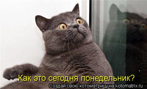 Котоматрица: Как это сегодня понедельник?
