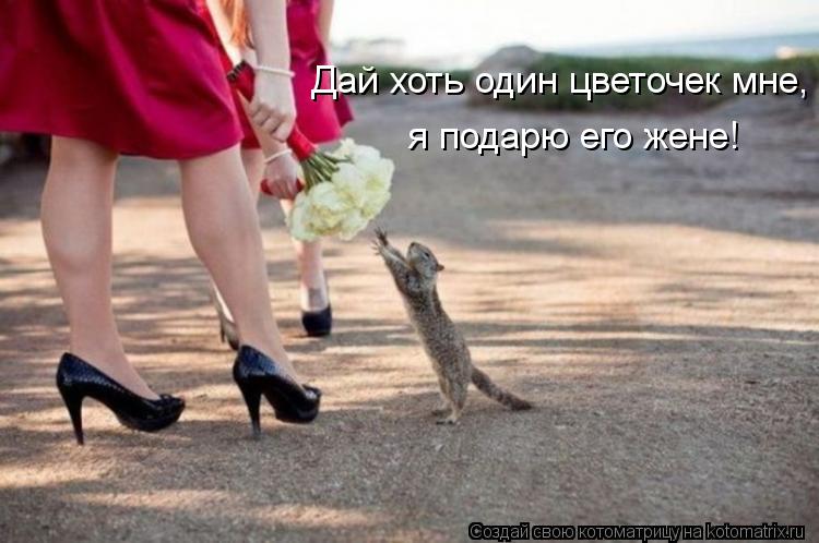 Дай хоть один цветочек мне, я подарю его жене!... Котоматрица: Дай хоть один цветочек мне, я подарю его жене!