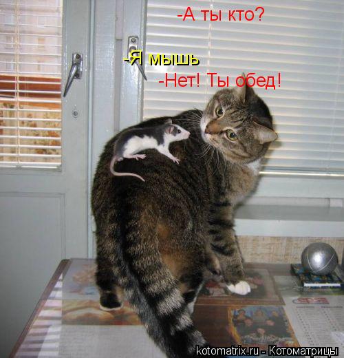 -А ты кто? -Я мышь -Нет! Ты обед!... Котоматрица: -А ты кто? -Я мышь -Нет! Ты обед!