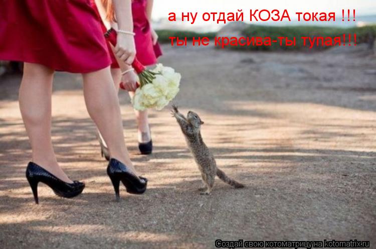 а ну отдай КОЗА токая !!! ты не красива-ты тупая!!!... Котоматрица: а ну отдай КОЗА токая !!! ты не красива-ты тупая!!!