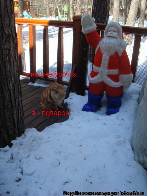 я не снегурочка я - подарок!... Котоматрица: я не снегурочка я - подарок!