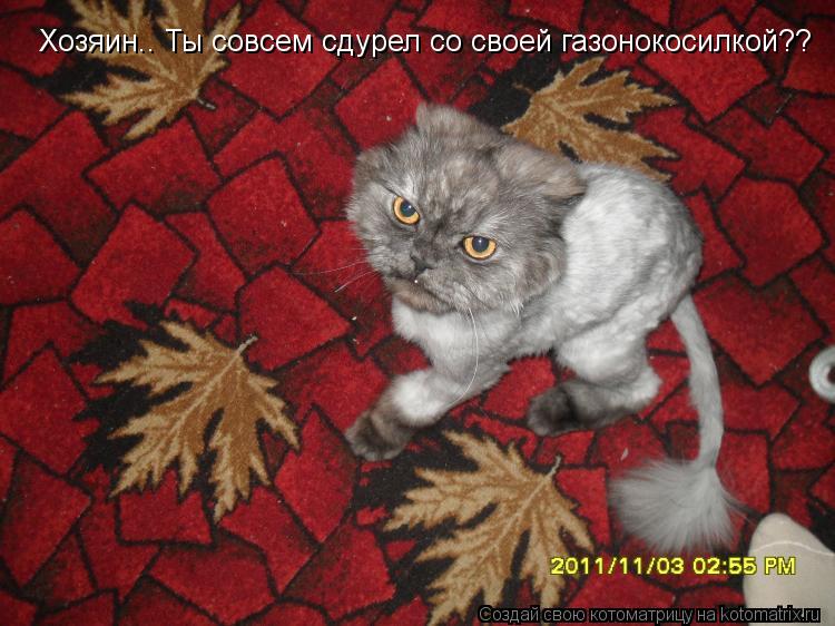 Хозяин.. Ты совсем сдурел со своей газонокосилкой??... Котоматрица: Хозяин.. Ты совсем сдурел со своей газонокосилкой??