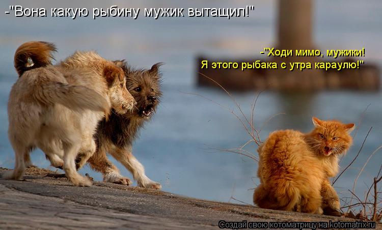 -"Вона какую рыбину мужик вытащил!" -"Ходи мимо, мужики! Я этого рыбака с утра караулю!"... Котоматрица: -"Вона какую рыбину мужик вытащил!" -"Ходи мимо, мужики! Я этого рыбака с утра караулю!"