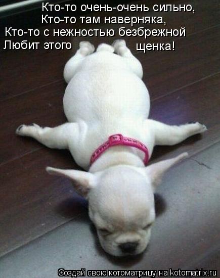 Кто-то очень-очень сильно, Кто-то там наверняка, Кто-то с нежностью безбрежной Любит этого щенка!... Котоматрица: Кто-то очень-очень сильно, Кто-то там наверняка, Кто-то с нежностью безбрежной Любит этого щенка!
