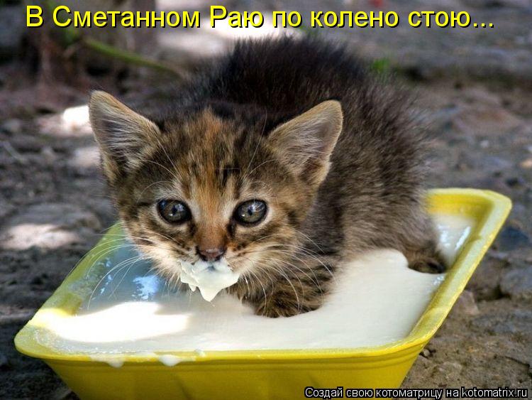 В Сметанном Раю по колено стою...... Котоматрица: В Сметанном Раю по колено стою...