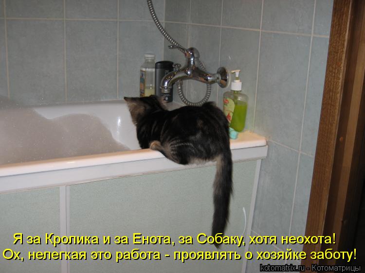 Котоматрица: Ох, нелегкая это работа - проявлять о хозяйке заботу! Я за Кролика и за Енота, за Собаку, хотя неохота!
