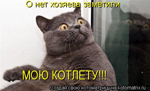 Котоматрица: О нет хозяева заметили МОЮ КОТЛЕТУ!!!