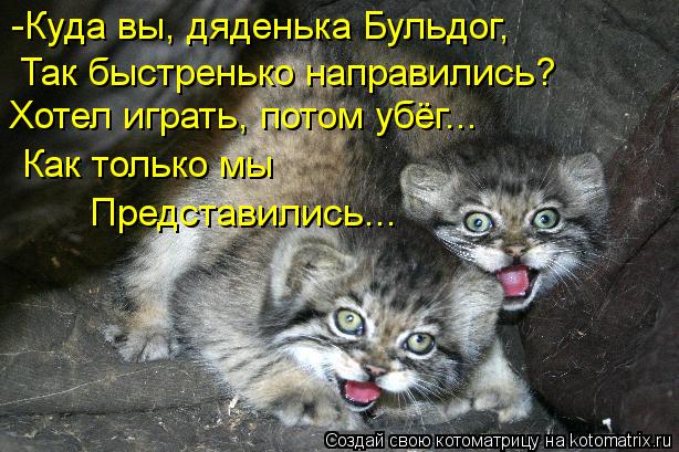 -Куда вы, дяденька Бульдог, Так быстренько направились? Хотел играть, потом убёг... Как только мы Пр... Котоматрица: -Куда вы, дяденька Бульдог, Так быстренько направились? Хотел играть, потом убёг... Как только мы Представились...