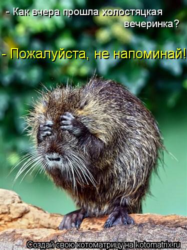 Котоматрица: - Пожалуйста, не напоминай! - Как вчера прошла холостяцкая  вечеринка?