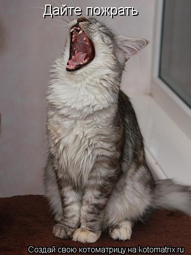 Котоматрица: Дайте пожрать