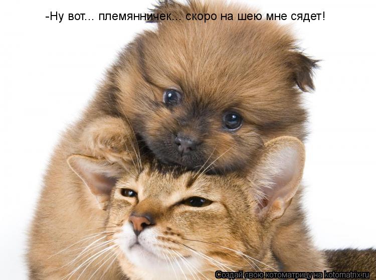 Котоматрица: -Ну вот... племянничек... скоро на шею мне сядет!