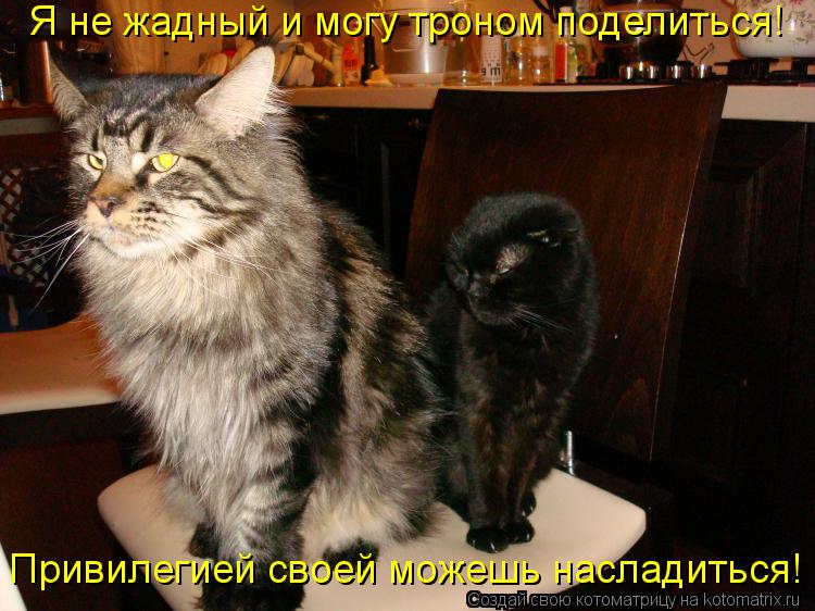 Котоматрица: Я не жадный и могу троном поделиться! Привилегией своей можешь насладиться!