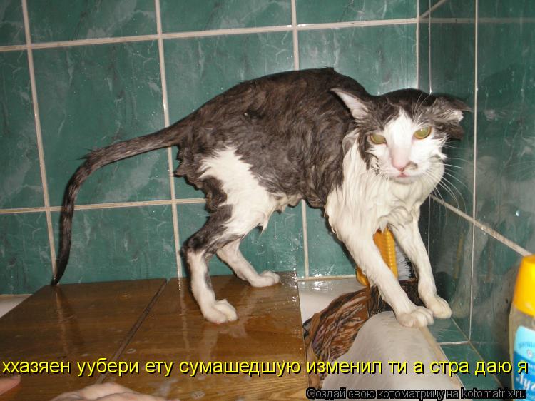 Котоматрица: ххазяен уубери ету сумашедшую изменил ти а стра даю я