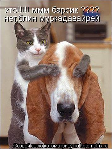 Котоматрица: хто!!!!! ммм барсик ????   нет.блин муркадавайрей
