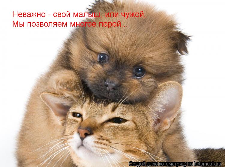 Котоматрица: Неважно - свой малыш, или чужой, Мы позволяем многое порой...